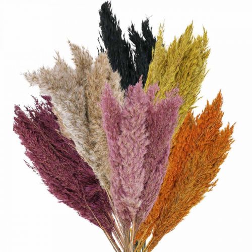 Trockengras Riedgras getrocknet Verschiedene Farben 70cm 10St
