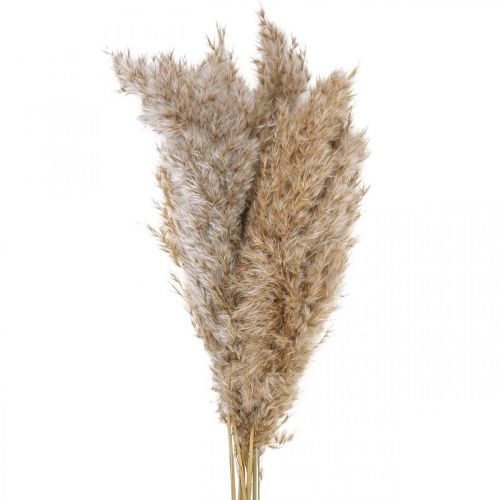 Floristik24 Trockengras Riedgras getrocknet Dekogras Natur 70cm 10 St