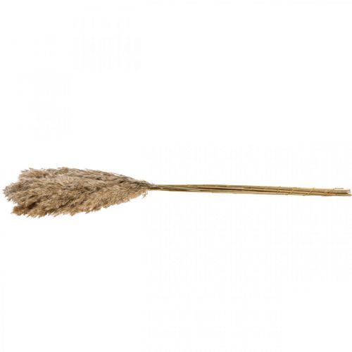 Floristik24 Trockengras Riedgras getrocknet Dekogras Natur 70cm 10 St