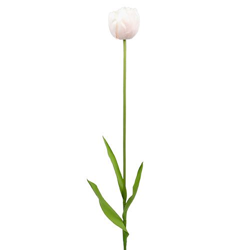 Floristik24 Tulpe Weiß-Rosa 86cm 3St