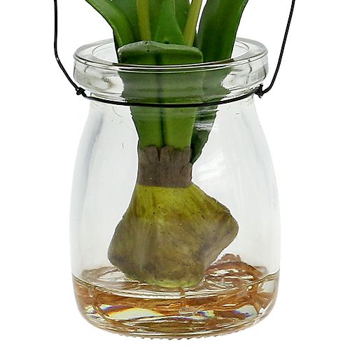 Floristik24 Tulpe Weiß im Glas H21cm 1St