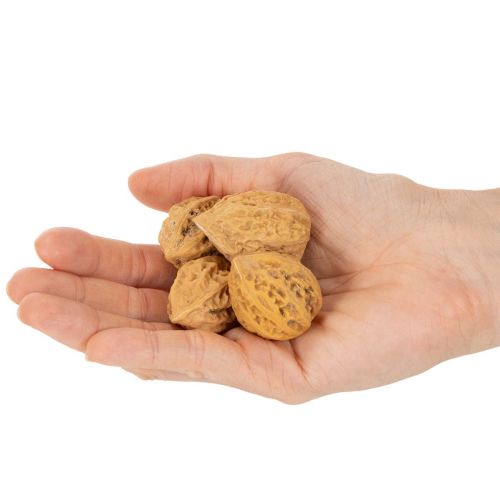 Walnüsse Naturprodukt 4–5 cm Naturbraun 300 g für Dekoration | Floristik24.at