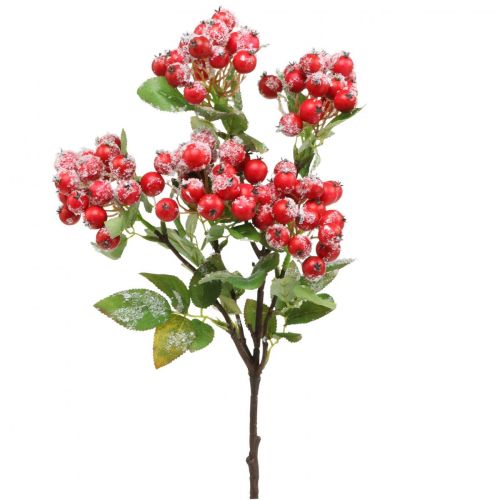 Floristik24 Weihnachtszweige mit roten Beeren, Winterdeko, Scheinbeere Rot beschneit L58cm