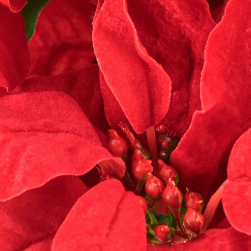 Artikel Weihnachtsstern Rot Künstliche Pflanze 5 Blüten 40cm