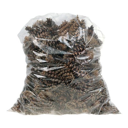 Floristik24 Weymouthzapfen natur 2,5kg