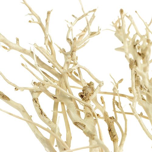 Floristik24 White Bush gebleicht 5St