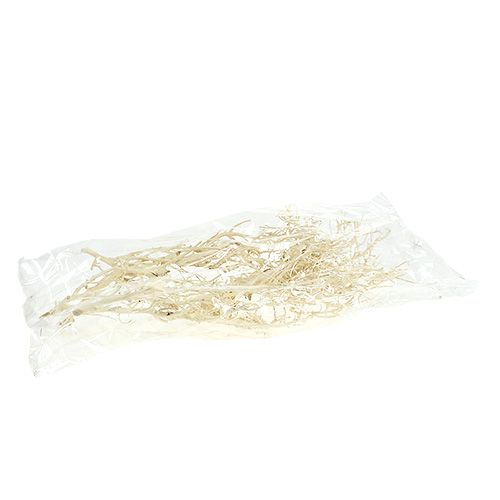 Floristik24 White Bush gebleicht 5St