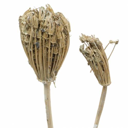 Floristik24 Wildblumen-Bund Schafgarbe Natur, Weiß gewaschen 30–60cm 150g