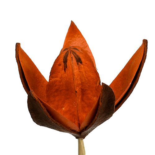 Artikel Wildlilie am Stiel Orange 45 St