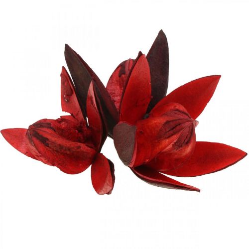 Floristik24 Wildlilie Rot Naturdeko Trockenblumen 6-8cm 50 St