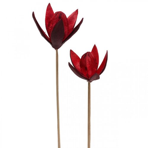 Floristik24 Wildlilie am Stiel Rot Ø6,5cm 35cm 45 St