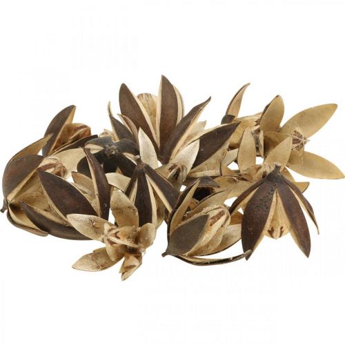 Floristik24 Wildlilie Naturdeko Exotische Trockenblumen 6-8cm 50 St