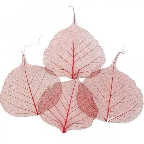 Floristik24 Skelettiertes Weidenblatt Rot, Willow Skeleton, Schleierblatt 200 St