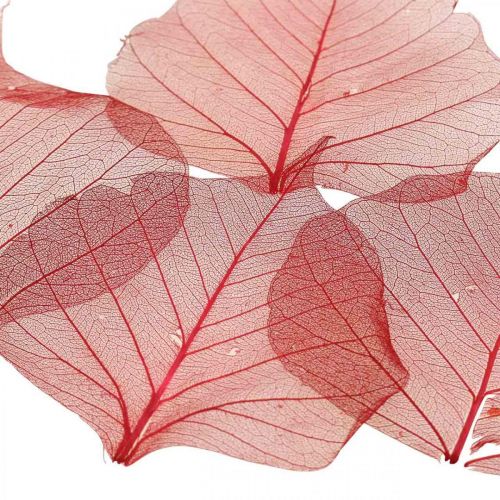 Floristik24 Skelettiertes Weidenblatt Rot, Willow Skeleton, Schleierblatt 200 St