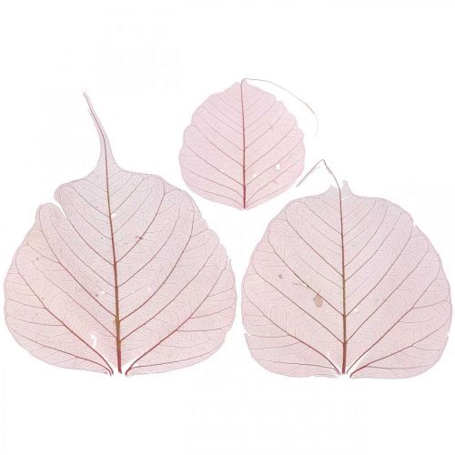 Floristik24 Skelettblätter Willowblätter skelettiert Altrosa 10-15cm 200 St