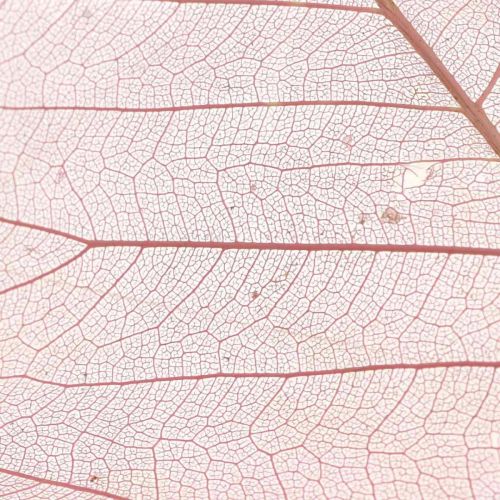 Floristik24 Skelettblätter Willowblätter skelettiert Altrosa 10-15cm 200 St
