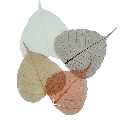 Floristik24 Willowblätter skelettiert Creme/Braun 200 St.