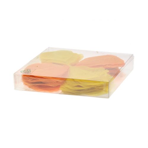 Floristik24 Willowblätter skelettiert Gelb, Orange 200 St