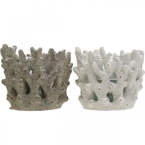 Floristik24 Windlicht mit Glas im Korallendesign maritime Deko Weiß künstlich Ø9,5cm