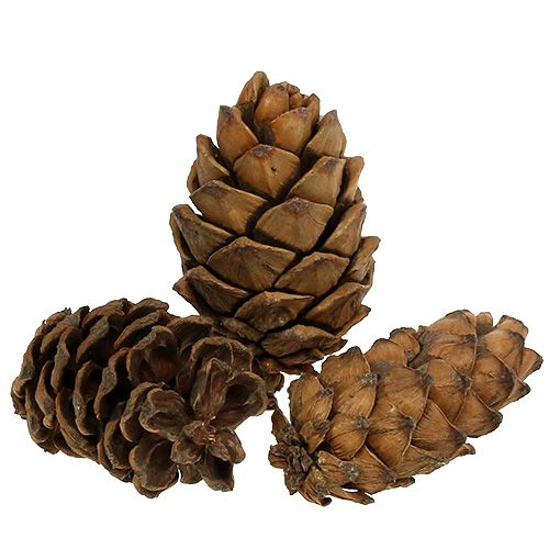 Floristik24 Zapfen Natur 9cm - 10cm 6 St