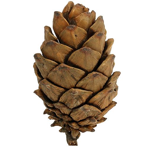 Floristik24 Zapfen Natur 9cm - 10cm 6 St