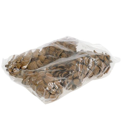 Floristik24 Zapfen Natur 9cm - 10cm 6 St