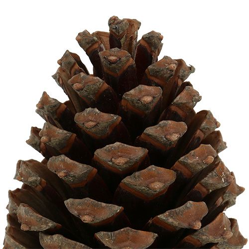 Zapfen Pinus Maritima 10cm - 15cm Natur 3St