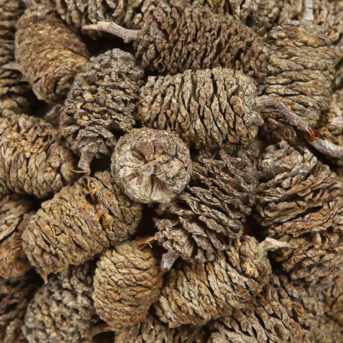 Floristik24 Zapfenkugel zum Hängen Erlenzapfen Weiß gewaschen 12cm
