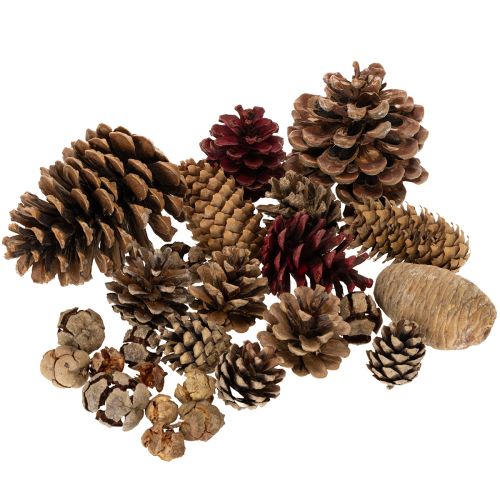 Zapfenmix Natur 400g bestellen | Floristik24.at