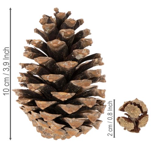 Zapfenmix Natur 400g | Floristik24.at