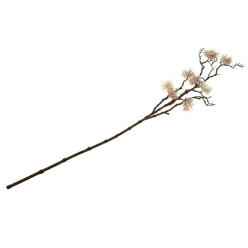 Floristik24 Zaubernusszweig champagner 112cm