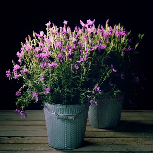Floristik24 Zinkeimer mit Flechtmuster Grau, Weiß gewaschen Ø18cm H17,5cm
