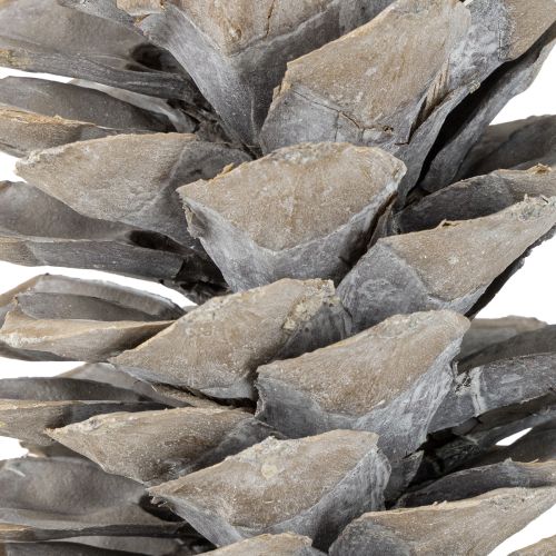 Artikel Dekorativer Zuckerkieferzapfen weißgewaschen 20-30cm