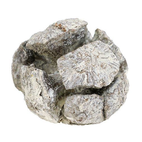 Artikel Zypressen Zapfen 3cm Weiß gewaschen 500g