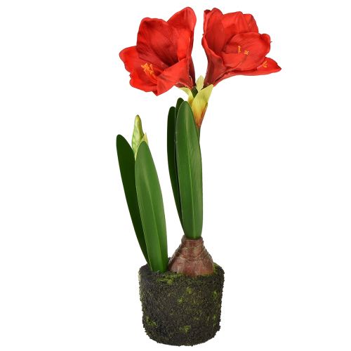 Floristik24 Amaryllis in Moosballen künstlich – Leuchtend rote Blüten, 49 cm – Elegante und natürliche Raumdekoration