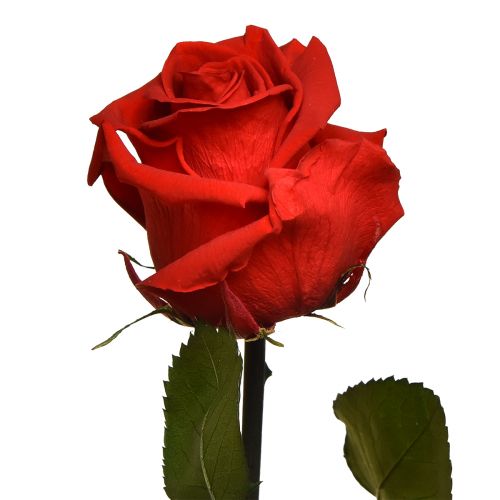 Artikel Infinity Rose mit Blättern Konserviert Amorosa Rot L54cm
