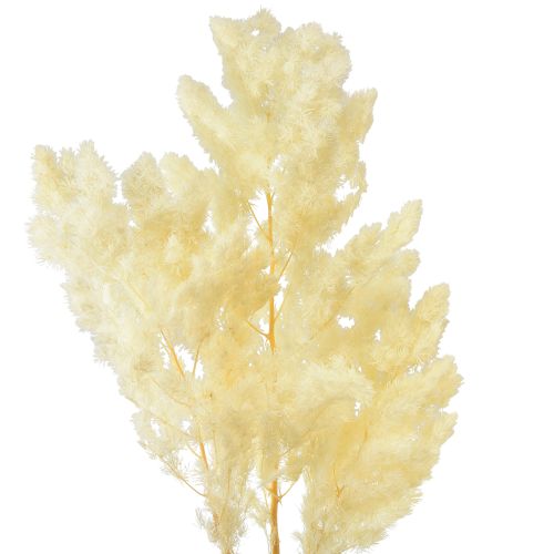 Floristik24 Asparagus Trockendeko Weiß Getrocknetes Ziergras 100g