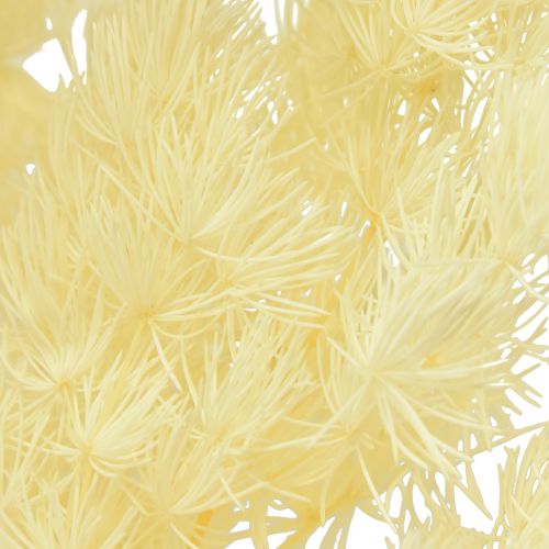 Artikel Asparagus Trockendeko Weiß Getrocknetes Ziergras 100g