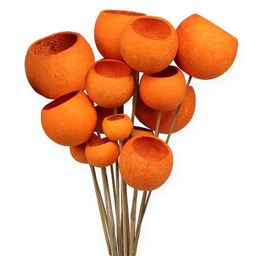 Floristik24 Bell Cup Mix am Stiel Orange 15 St