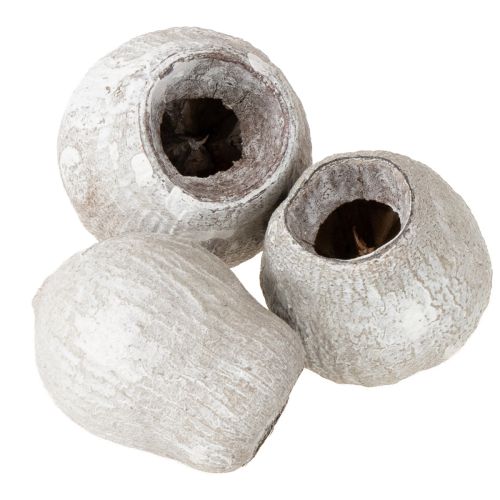 Getrocknete dekorative Glockenfrüchte Bellcups weißgewaschen 500g
