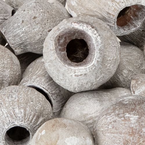 Artikel Getrocknete dekorative Glockenfrüchte Bellcups weißgewaschen 500g