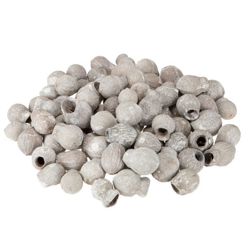 Artikel Getrocknete dekorative Glockenfrüchte Bellcups weißgewaschen 500g