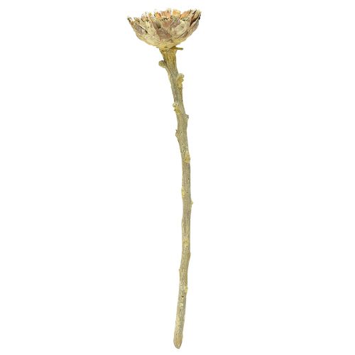 Artikel Compacta Rosette Proteen Grün gefrostet Ø4-5,5cm 20St