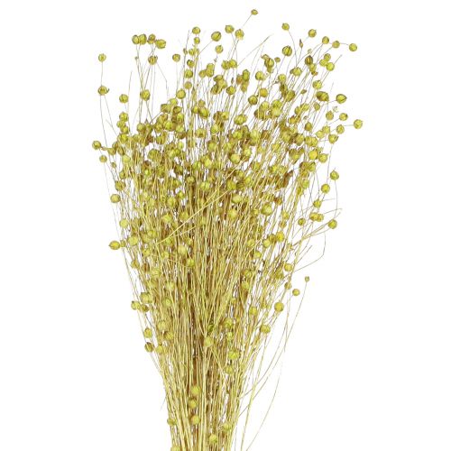 Floristik24 Deko Flachs Getrocknet Trockenblumen Olivgrün 50g