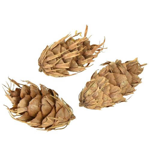 Artikel Douglas Zapfen 1,3kg