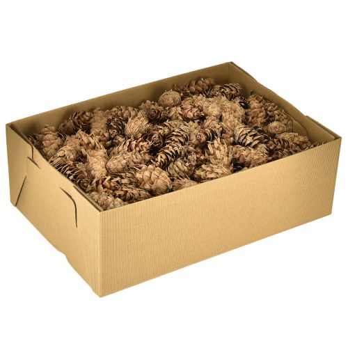 Artikel Douglas Zapfen 1,3kg