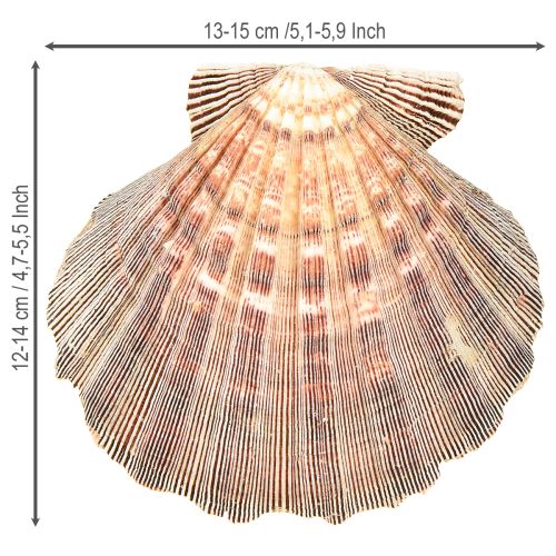 Artikel Echte Jakobsmuscheln natur – maritimer Flair natur 1 kg