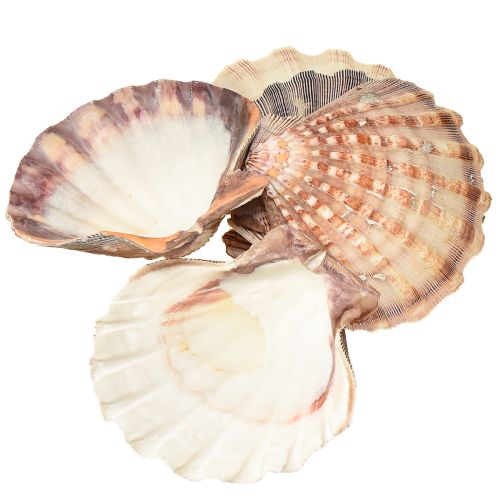 Artikel Echte Jakobsmuscheln natur – maritimer Flair natur 1 kg