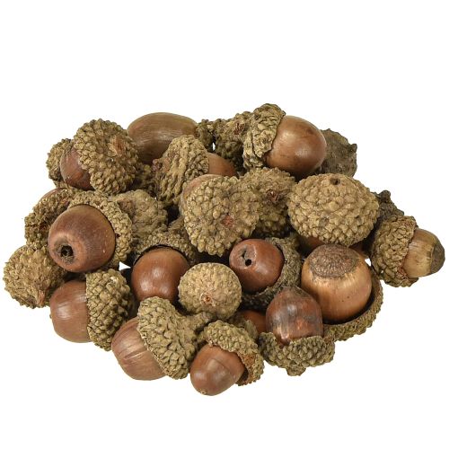 Artikel Eicheln zum Dekorieren, Herbstdeko, Herbstfrüchte natürlich Ø1,5 – 2,5cm L1,5 – 3cm 300g