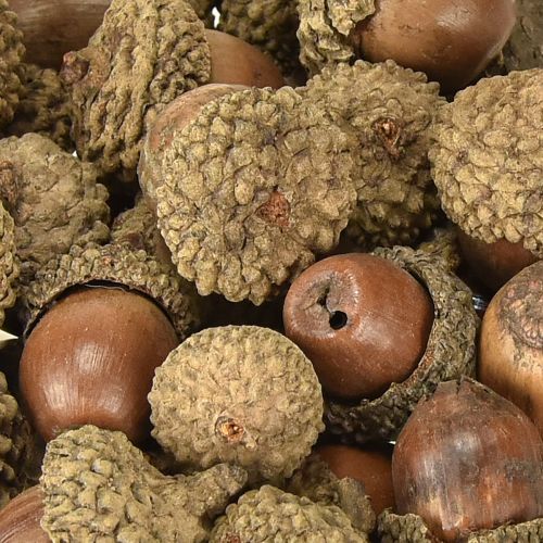 Artikel Eicheln zum Dekorieren, Herbstdeko, Herbstfrüchte natürlich Ø1,5 – 2,5cm L1,5 – 3cm 300g